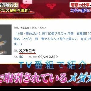 【上州・貴めだか 】強体外光！極上 ミッドナイトフリル 体外光 有精卵12個＋補償分12個＋α ※Instagram親種公開中の画像2