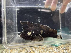  special price! Indonesia flight WILD blackish water Scorpion fish (L)10cm±