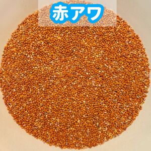 赤粟（赤アワ ）800ｇ （小鳥の餌、インコの餌）