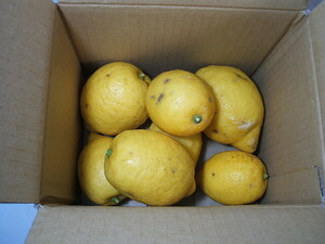 レモン 箱込み2kg弱 無農薬 静岡産 日当り良好 有機栽培 傷有り 送料込み 即決