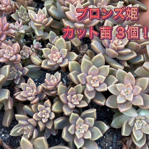 多肉植物☆ブロンズ姫☆カット苗☆3個!