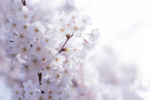 【！１円画像即決！】 フリー素材 画像データ 即決価格 画像　桜　春　spring