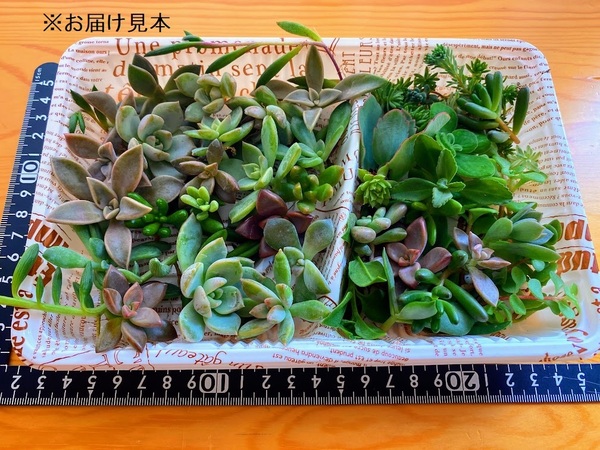 即決■送料無料■【2倍サイズ　大容量　お得】多肉植物ミニサイズおまかせセット■セダム　センペルビウム　エケベリアなど　YＡ