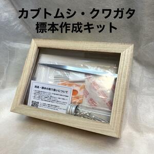 [ insect specimen ] specimen making kit rhinoceros beetle * stag beetle for introduction . free research .