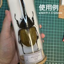 【標本道具】　ガラスケース標本作成セット（大）　昆虫標本入門や自由研究にどうぞ_画像5