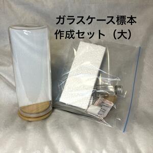 [ specimen tool ] glass case specimen making set ( large ) insect . pcs insertion .. free research . please 