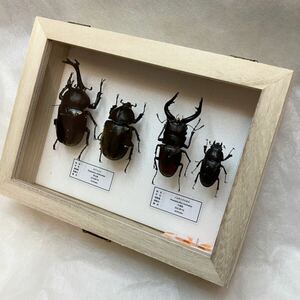 [ insect specimen ] rhinoceros beetle * Prosopocoilus inclinatus in the case 
