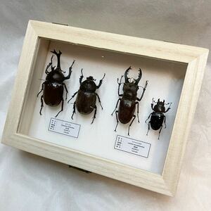 [ insect specimen ] rhinoceros beetle * Miyama stag beetle in the case 