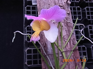 洋蘭原種　　Papilionanthe teres 'Grandflora' 花とつぼみつき