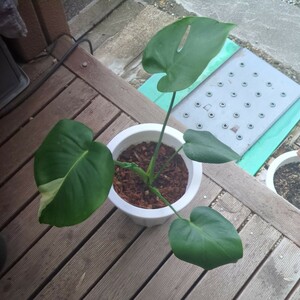  monstera telisio-sa real raw seedling green ., white . root trim sufficient 