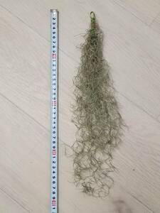 【ティランジア・ウスネオイデス細葉】 Tillandsia usneoides　エアプランツ ティランジア スパニッシュモス ブロメリア科