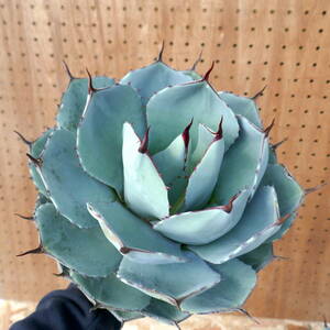 240301【特選 カリフォルニア輸入株】アガベ パリー トランカータ ハンティントン ブルー agave parryi truncata Huntington Blue