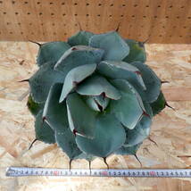 240304【特選 カリフォルニア輸入株】アガベ パリー トランカータ ハンティントン ブルー agave parryi truncata Huntington Blue_画像10