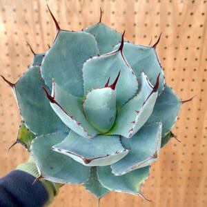 240307【特選 カリフォルニア輸入株】アガベ パリー トランカータ ハンティントン ブルー agave parryi truncata Huntington Blue