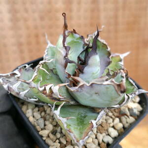 240348【特選】アガベ チタノタ ブルー Agave titanota blue