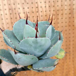 240355【特選 カリフォルニア輸入株】アガベ パリー トランカータ ハンティントン ブルー agave parryi truncata Huntington Blueの画像3