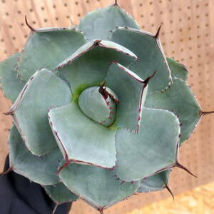 240359【特選 カリフォルニア輸入株】アガベ パリー トランカータ ハンティントン ブルー agave parryi truncata Huntington Blue