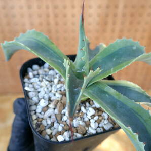 240367【特選カリフォルニア輸入株】 アガベ オバティフォリア オルカ Agave ovatifolia orcaの画像2