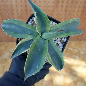 240367【特選カリフォルニア輸入株】 アガベ オバティフォリア オルカ Agave ovatifolia orcaの画像5