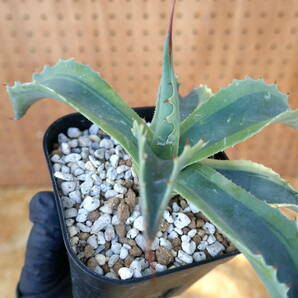 240367【特選カリフォルニア輸入株】 アガベ オバティフォリア オルカ Agave ovatifolia orcaの画像3