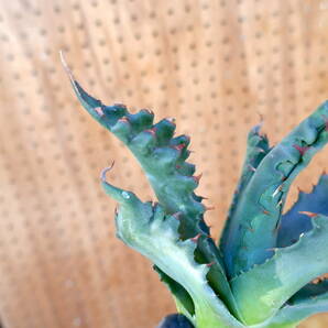 240379【特選 カリフォルニア輸入株 】Agave gentryi Jaws アガベ ジェントリー ジョーズの画像4