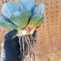 240384【特選 カリフォルニア輸入株】アガベ パリー トランカータ ハンティントン ブルー agave parryi truncata Huntington Blue_画像8