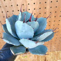 240384【特選 カリフォルニア輸入株】アガベ パリー トランカータ ハンティントン ブルー agave parryi truncata Huntington Blue_画像6