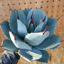 240384【特選 カリフォルニア輸入株】アガベ パリー トランカータ ハンティントン ブルー agave parryi truncata Huntington Blue_画像4