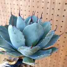 240385【特選 カリフォルニア輸入株】アガベ パリー トランカータ ハンティントン ブルー agave parryi truncata Huntington Blue_画像7