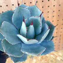 240386【特選 カリフォルニア輸入株】アガベ パリー トランカータ ハンティントン ブルー agave parryi truncata Huntington Blue_画像4