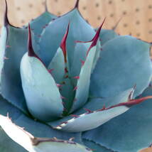 240386【特選 カリフォルニア輸入株】アガベ パリー トランカータ ハンティントン ブルー agave parryi truncata Huntington Blue_画像6