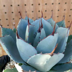 240388【特選 カリフォルニア輸入株】アガベ パリー トランカータ agave parryi truncata の画像7