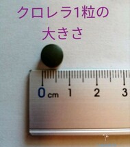 ☆お徳用○クロレラ500粒　プレコ　エサ　インペ　キンペコ　ブッシー_画像3