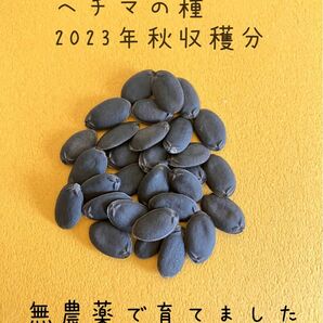 へちまの種　30粒　★同梱無料★