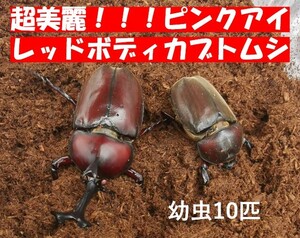 国産カブトムシ　幼虫　阿古谷産　★RRレッドアイ★　ピンクアイ　レッドボディ　３令幼虫 10頭　その3　超美麗！　成虫写真は親です。