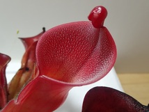 食虫植物 ヘリアンフォラ　ionasii[Red Giant]×minol var Pilosa_画像3