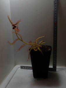 食虫植物 Drosera　cistiflora Mauve系