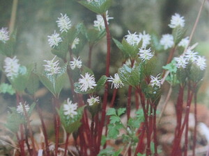 山野草、ヒトリシズカ15芽位