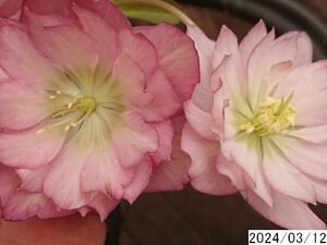 花2ガク2蕾1 開花株4号 吉田園芸生産 八重ダブル クリスマスローズ0312067