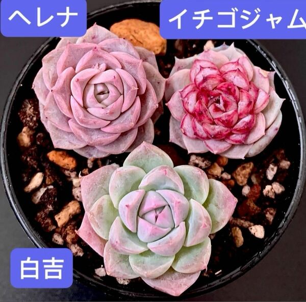 限定SALE★3苗セット★新入荷韓国苗★★可愛紅葉超美苗　★多肉植物★エケベリア