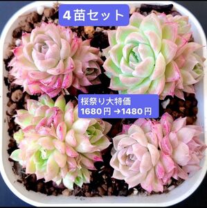 新入荷★韓国苗 ★ 4苗セット★桜プリン群生 ★可愛い紅葉大苗美苗　多肉植物★エケベリア