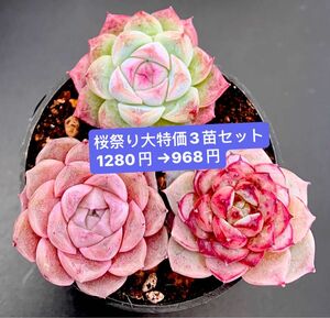 限定SALE★3苗セット968円★新入荷韓国苗★イチゴジャム、ヘレナ、紫楽★可愛紅葉超美苗★多肉植物★エケベリア