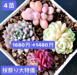 新入荷★韓国苗 ★ 4苗セット★氷苺群生、紫羽双頭、桃の玉双頭、ライアン★可愛い紅葉大苗美苗★多肉植物★エケベリア