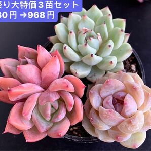 限定SALE★3苗セット968円★新入荷韓国苗★雪爪、海月双頭、氷水晶★可愛紅葉超美苗★多肉植物★エケベリア