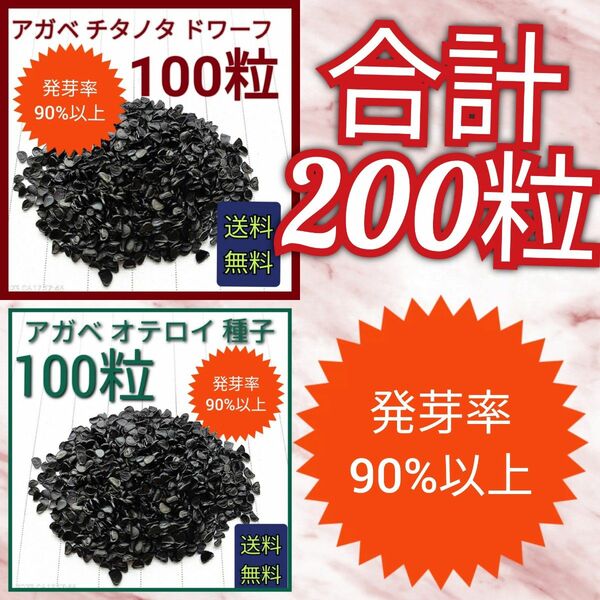 【即購入可】アガベ　チタノタドワーフの種子　100粒　オテロイの種子　100粒　セット