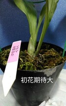 颯　　マグマ×花明かり　初花期待未開花中苗　６０（えびね・エビネ・春蘭・寒蘭・山野草 )_画像2