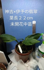 颯　　神吉×伊予の翡翠　初花見込み未開花中苗　６０（えびね・エビネ・春蘭・寒蘭・山野草 )