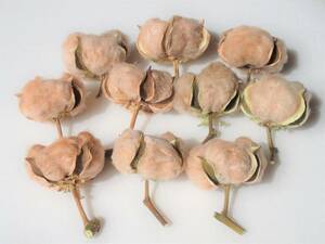 【即決】 ドライフラワー 綿花「 茶綿 10個 」 コットンフラワー 自然乾燥 綿の実 綿 インテリア リース ハンドメイド 素材 花材に