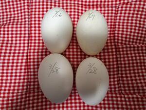 [ meal for egg 4 piece /sina goose have . egg ]( inspection ) goose egg food dairy products sphere . roasting boiled egg Medama roasting cooking cooking a Hill egg aigamo duck egg call Duck have . egg 