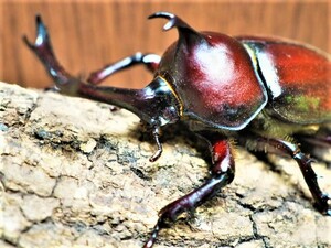 ★ヤマトカブトムシ 成虫 M-Lペア（カブト カブトムシ）from SCRATCH